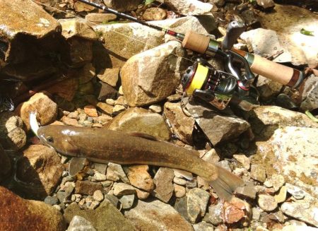 フライ名人といつもの谷へ ～長良川水系～